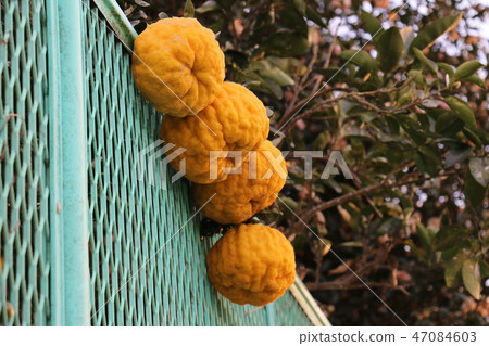 獅子柚子 獅子柚子 47084603
