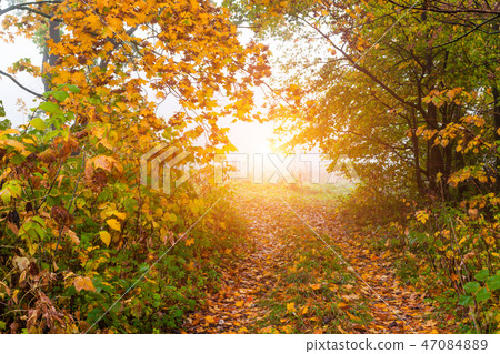 Fog in the autumn forest. Beautiful Autumn Landscape 47084889