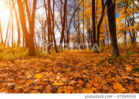 Beautiful autumn park at dawn. Autumn landscape Beautiful autumn park at dawn. Autumn landscape 47084918