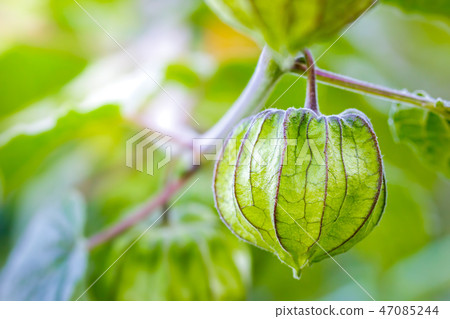 Cape Gooseberry on the tree in organic farms. 47085244