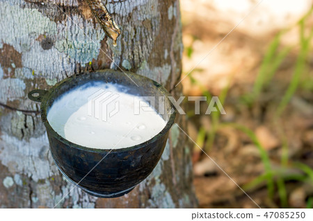 The latex of rubber flows down from the tree. The latex of rubber flows down from the tree. 47085250
