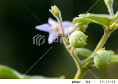 Solanum indicum on the tree in organic farm. 47085254