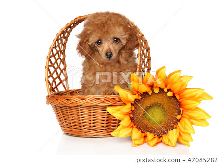 Red Toy Poodle puppy in wickker basket Red Toy Poodle puppy in wickker basket 47085282