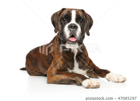 German boxer dog lying on white background 47085297