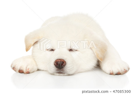 Japanese Akita inu puppy sleep 47085300