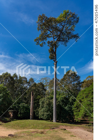Giant tree in Angkor, Cambodia 47085496
