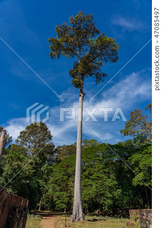 Giant tree in Angkor, Cambodia 47085497