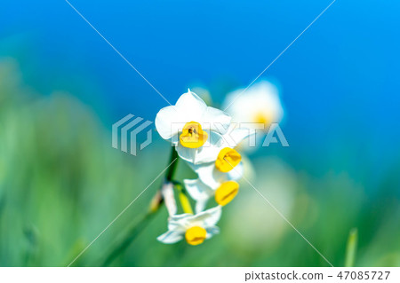 Daffodils Sibleen Sushi Blue Sky Daffodils Sibleen Sushi Blue Sky 47085727