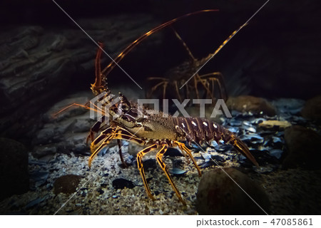 Underwater shot of live crawling spiny lobster Underwater shot of live crawling spiny lobster 47085861