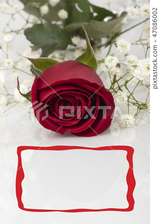 a red rose and frame on white 47086002