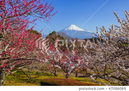 [Shizuoka Prefecture] Mt. Fuji Umemoto Park 47086069