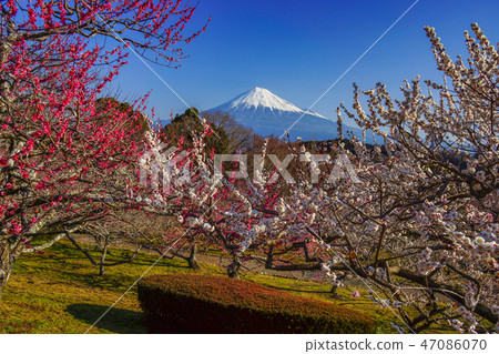 [Shizuoka Prefecture] Mt. Fuji Umemoto Park 47086070