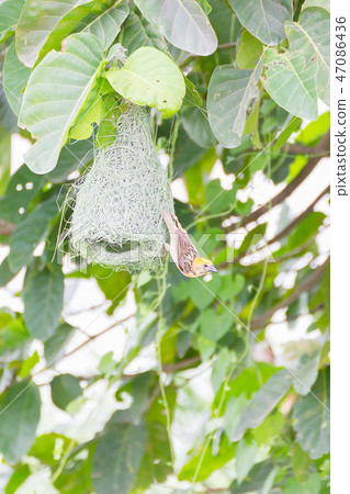 Baya weaver bird nest on tree 47086436