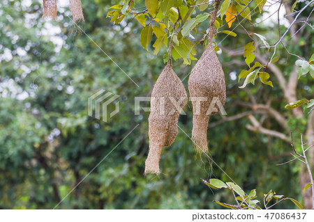 Baya weaver bird nest 47086437