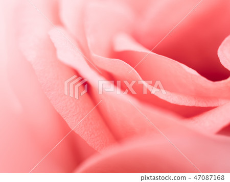 Close-up and abstract image of pink rose petal. Va Close-up and abstract image of pink rose petal. Va 47087168