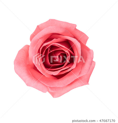 Close-up image of beautiful pink rose flower with  47087170