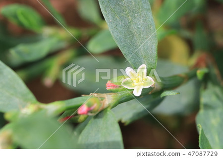 Michiya的花 Michiya的花 47087729