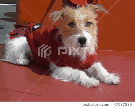 rough terrier