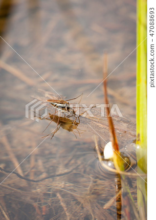 Gerridae mating in water 47088693
