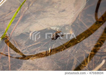 Gerridae mating in water Gerridae mating in water 47088694