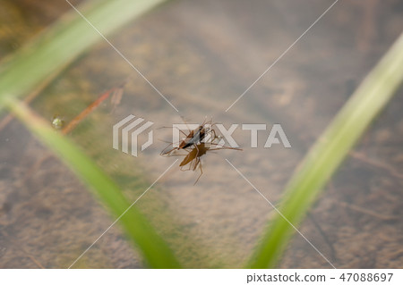 Gerridae mating in water Gerridae mating in water 47088697