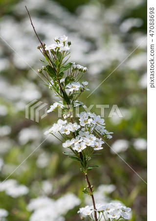 Beautiful flower blooming close view Beautiful flower blooming close view 47088698