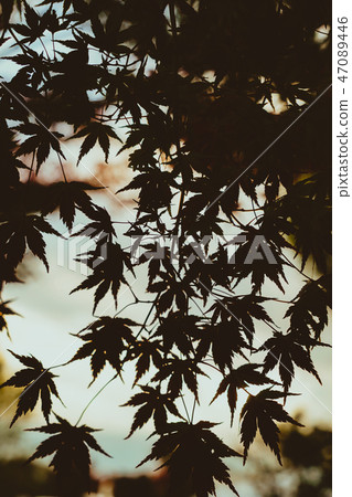 秋葉剪影 秋葉剪影 47089446