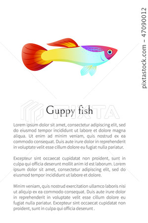 Aquarium Guppy Fish Poster with Text Sample Marine Aquarium Guppy Fish Poster with Text Sample Marine 47090012