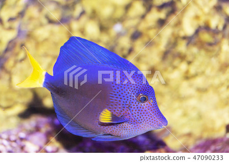 big blue fish in their natural habitat big blue fish in their natural habitat 47090233