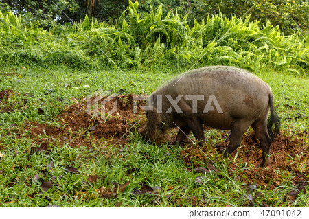 bearded pig digs the earth 47091042