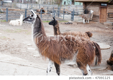 Lamas live in their aviary in an outdoor zoo Lamas live in their aviary in an outdoor zoo 47091125