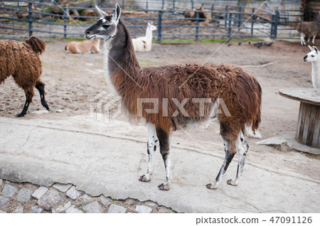 Lamas live in their aviary in an outdoor zoo 47091126