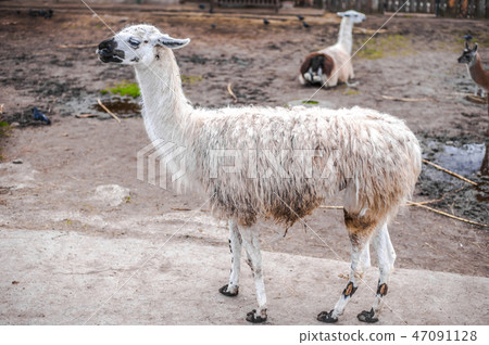 Lamas live in their aviary in an outdoor zoo 47091128