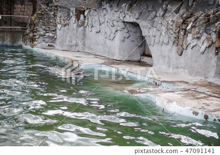sea lion or eared seal in a large outdoor zoo 47091141