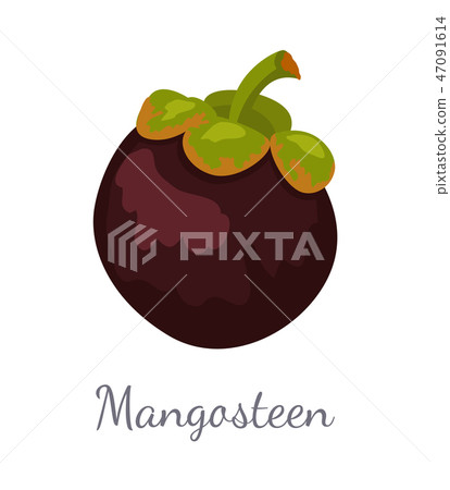 Purple Mangosteen Exotic Juicy Fruit Icon Vector 47091614