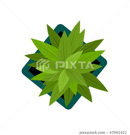 Top view. plants Easy copy paste in your landscape design projects or architecture plan. Isolated Top view. plants Easy copy paste in your landscape design projects or architecture plan. Isolated 47091921