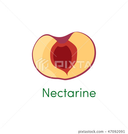 Nectarine slice healthy fruit. Half peach objects. Vector illustration isolated on white background 47092091