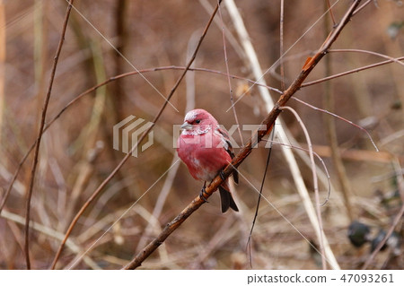 Freshwater fish Freshwater fish 47093261