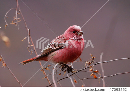 Freshwater fish Freshwater fish 47093262