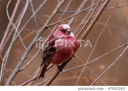 Freshwater fish Freshwater fish 47093263