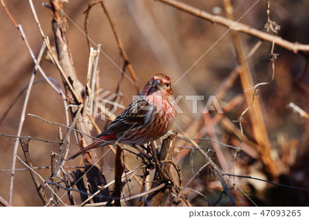 Freshwater fish Freshwater fish 47093265