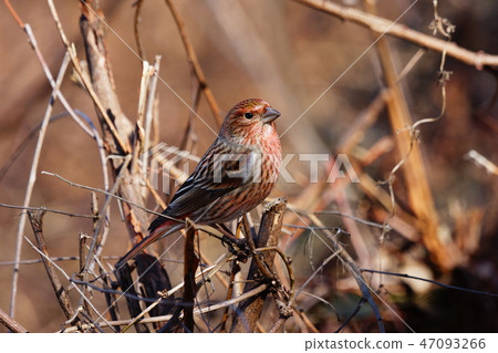 Freshwater fish Freshwater fish 47093266