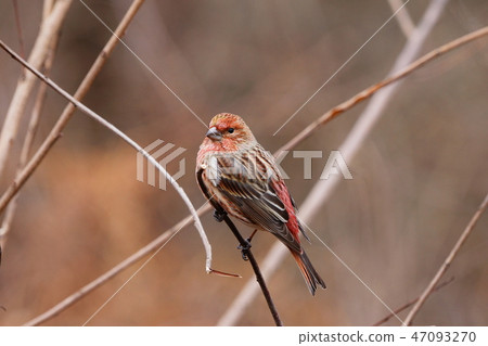 Freshwater fish Freshwater fish 47093270