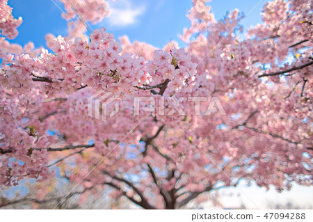 Nishigoyama公園的河津櫻花觀賞 Nishigoyama公園的河津櫻花觀賞 47094288