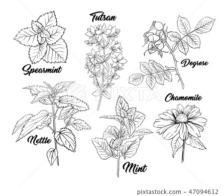 Tea Herbs Monochrome Engraving Set. 47094612