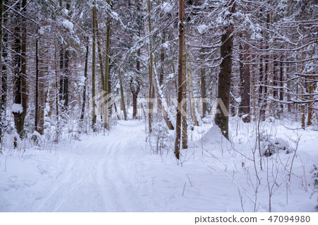 ski run in the winter forest ski run in the winter forest 47094980