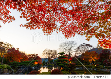 Light up of Sakurayama Park autumn leaves (Fujioka City, Gunma Prefecture) 47095412