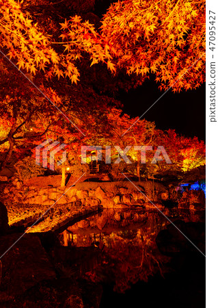 櫻山公園秋葉的照亮（群馬縣藤岡市） 47095427