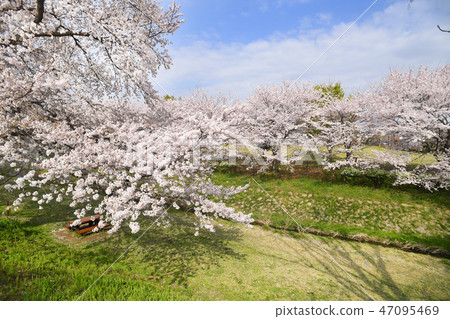 Cherry blossoms at Sagami Mikawa Park, Ebina City, Kanagawa Prefecture 47095469