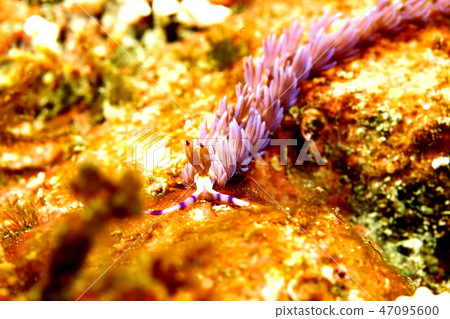 Muca dean Mius(Hayama) Muca dean Mius(Hayama) 47095600